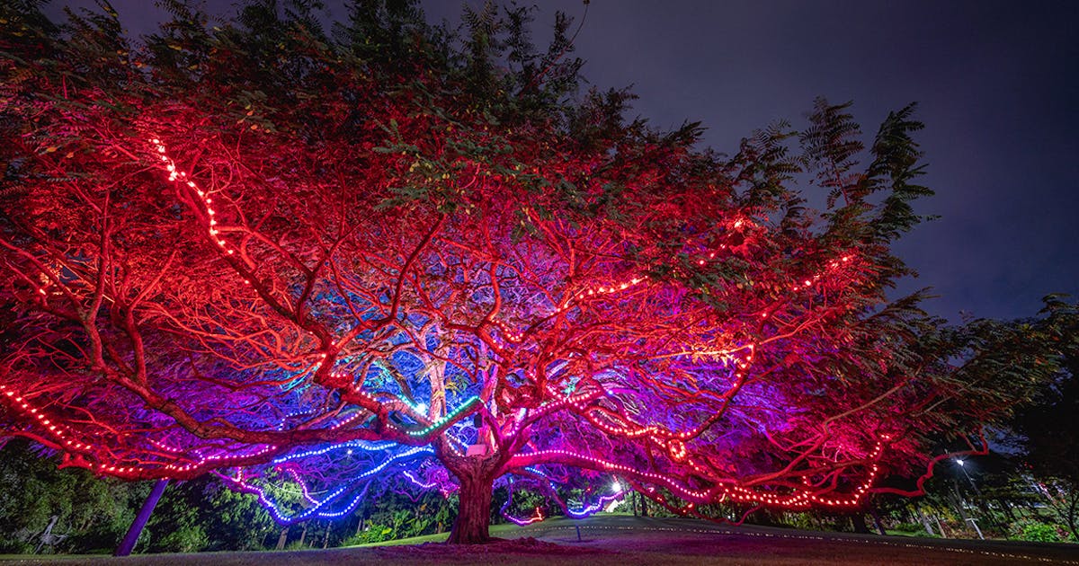 Botanica's Dazzling Art Installations Are Taking Over The Botanic Gardens URBAN LIST BRISBANE Botanica's Dazzling Art Installations Are Taking Over The Botanic Gardens URBAN LIST BRISBANE