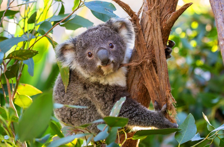 wild life sydney zoo