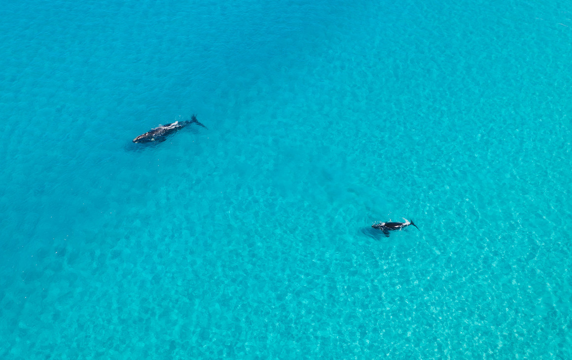 orcas swimming off Bremer Bay