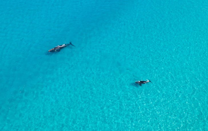 orcas swimming off Bremer Bay
