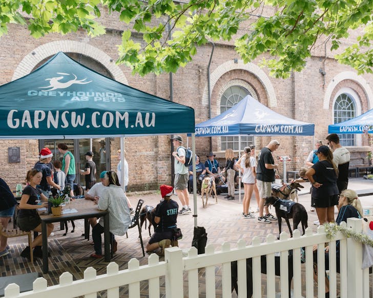 brewdog south eveleigh greyhound adoption day best things to do in sydney this weekend