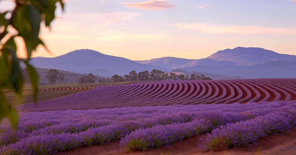 A sunset shot of Bridgestowe Lavender Farms.