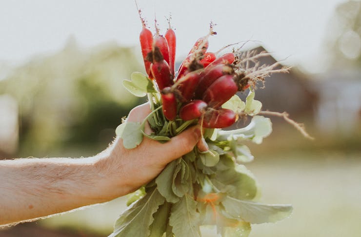 A hand holding a bunch of radishes
