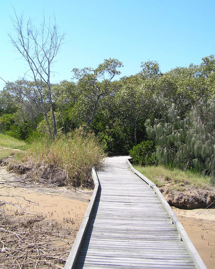 a boardwalk going into scrub, a Brisbane walk at Boondall wetlands