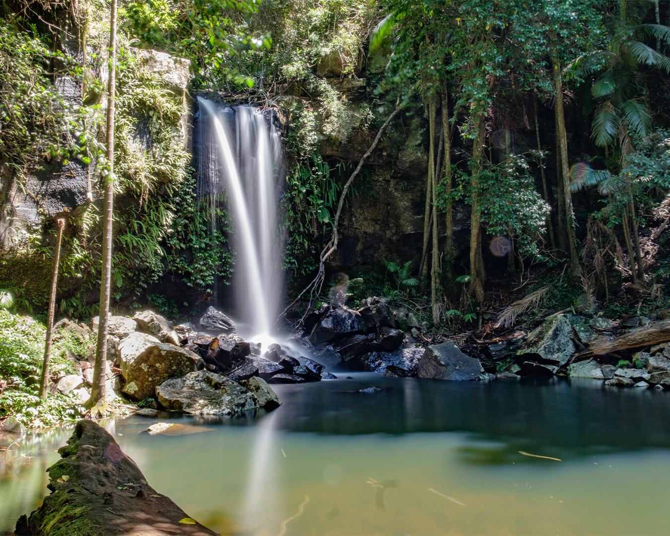 curtis falls, a waterfall in a rainforest near brisbane