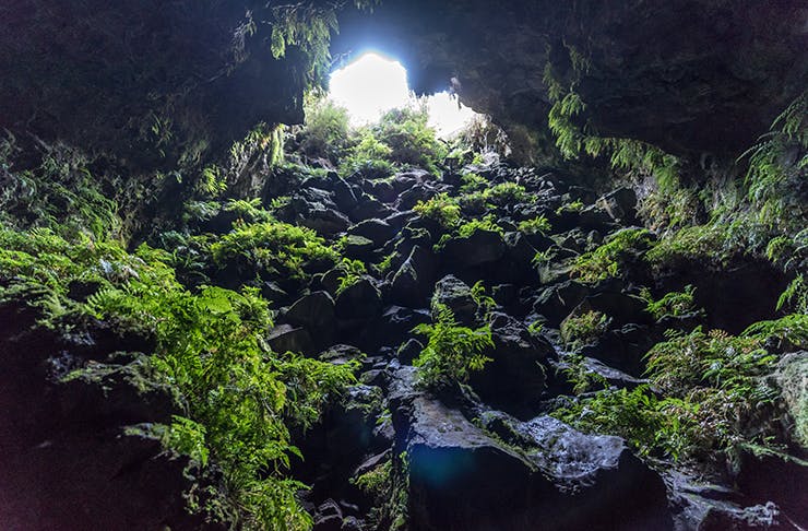 A cave with lush  plants growing inside it.