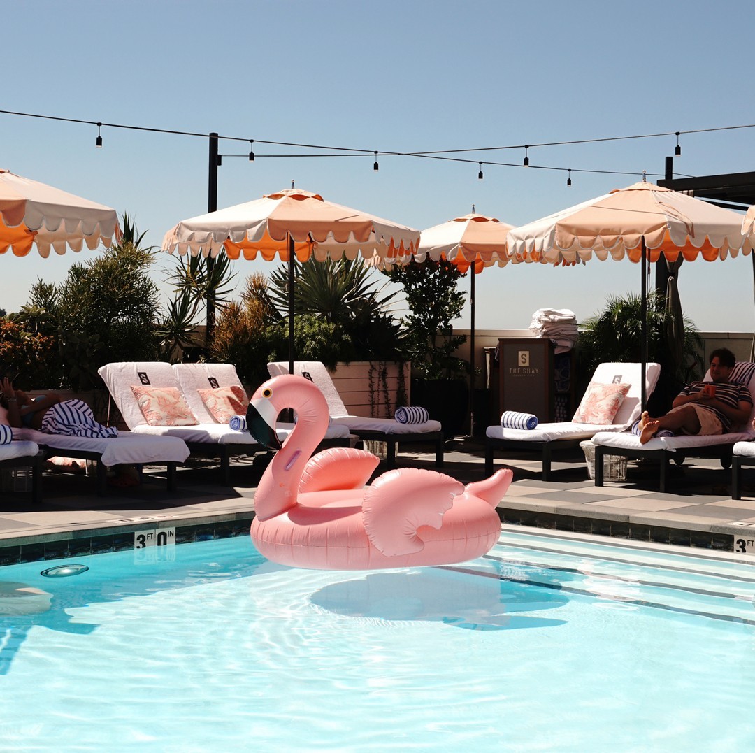 Flamingo in the pool.