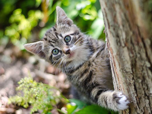 Psa There Are A Whole Lot Of Cats Up For Adoption Right Now Urban List Melbourne