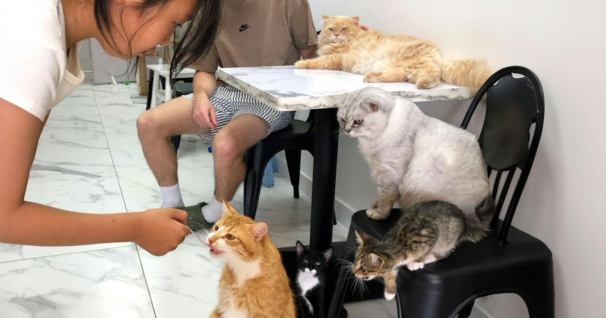 6 Purrfect Cat Cafes Around New Zealand To Get Your Feline Fix | URBAN ...