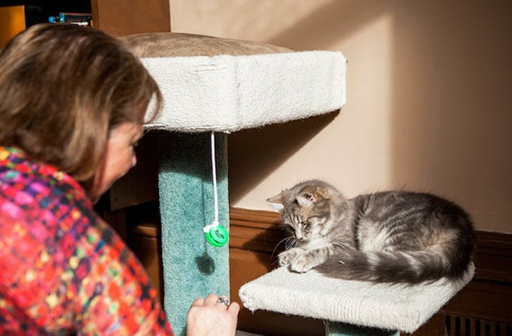 A cat sitting on a scratching pole at Cat Cafe Melbourne in 2023.