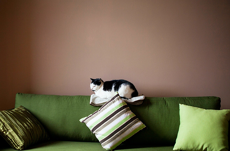 A cat sitting on a couch at cat cafe Melbourne 2023.