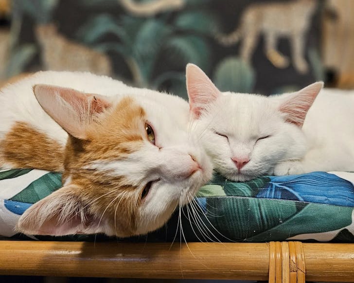 catmosphere cat cafe sydney taylor swift themed events