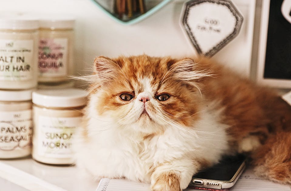 Cats With Jobs Meet Australia's Busiest (& Fluffiest) Kitty URBAN