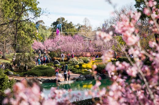 Sydney Cherry Blossom Festival 2022 | URBAN LIST SYDNEY