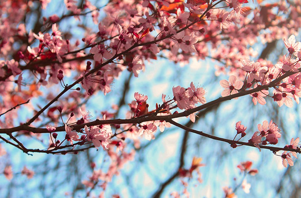 Going to the game tomorrow, will be giving away my Cherry Blossom