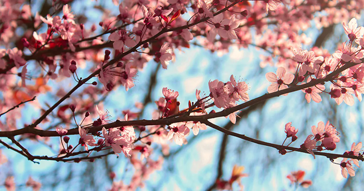Spring Cherry Perth Cherry Sale Perth at Harold Spence blog