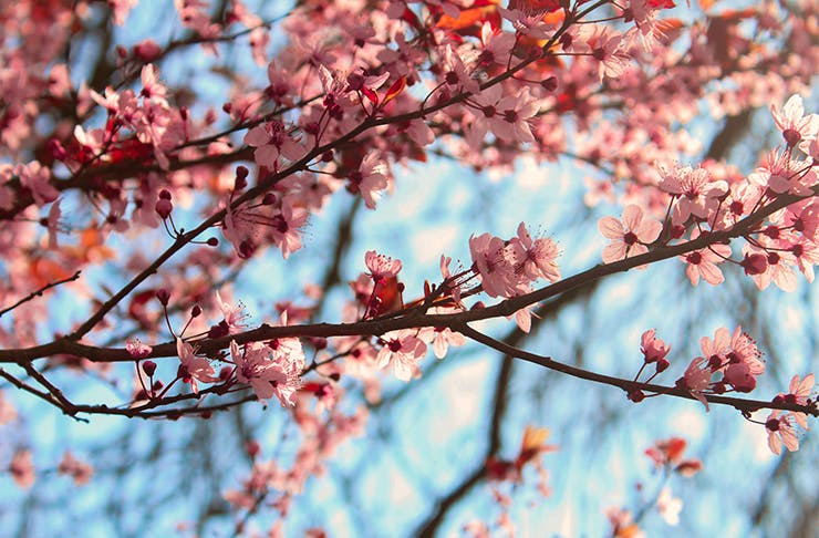 close up of a cherry blossom tree