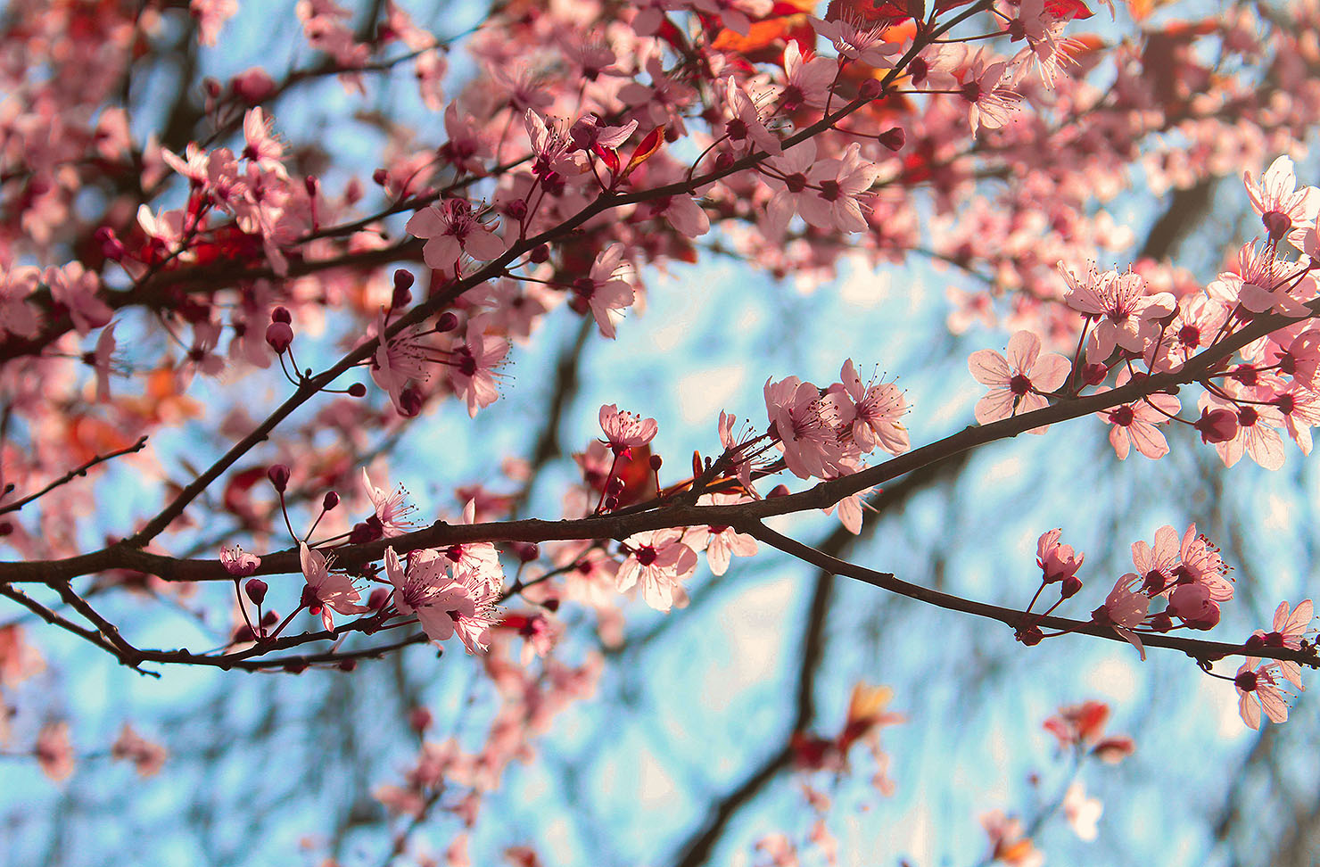 Beautiful close up shot of cherry blossom on the trees.