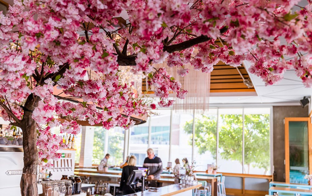 Pointless Cafe: Copy-Caturday! With Cherry Blossoms