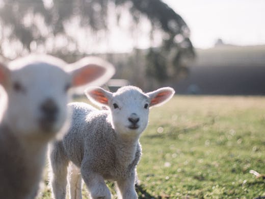 Everywhere You Can Cuddle Baby Animals This Spring | Urban List Melbourne Everywhere You Can Cuddle Baby Animals This Spring | Urban List Melbourne