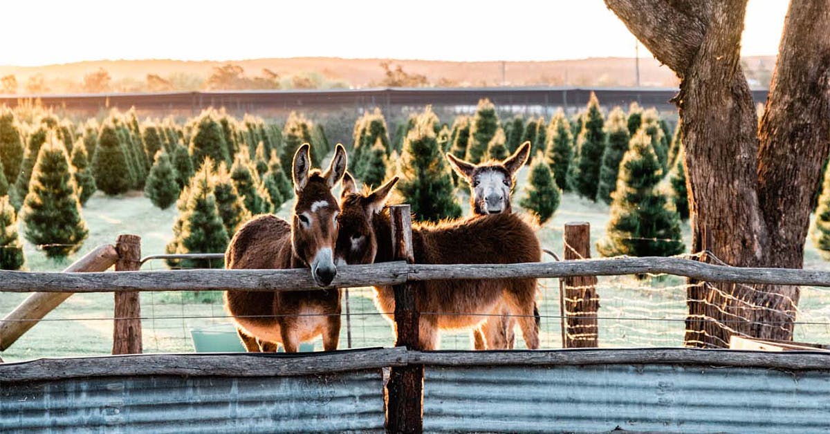 Here’s Where To Get A Real Christmas Tree In Brisbane For 2024 URBAN