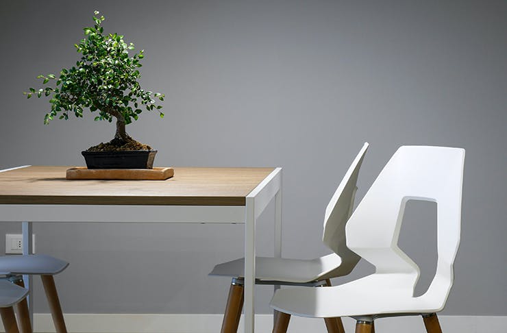 A clean and minimal dinner table with a bonsai plant on top, surrounded by white seats.