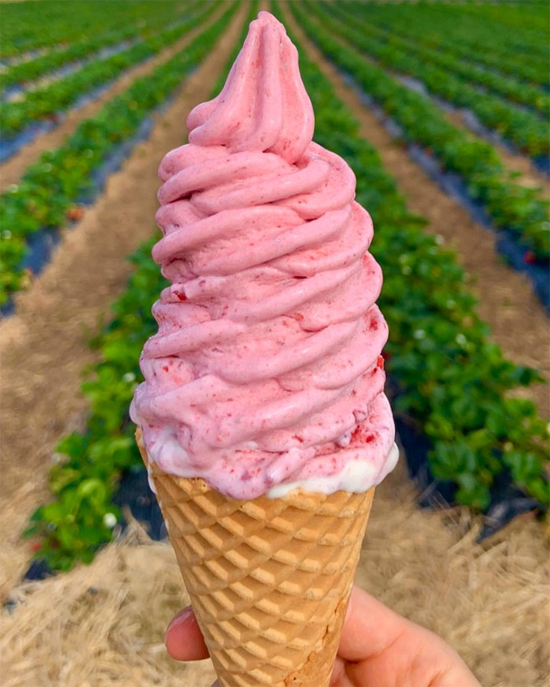 A hand holds up a strawberry ice cream at Clevedon Strawberries, one of the best strawberry-picking farms in Auckland.