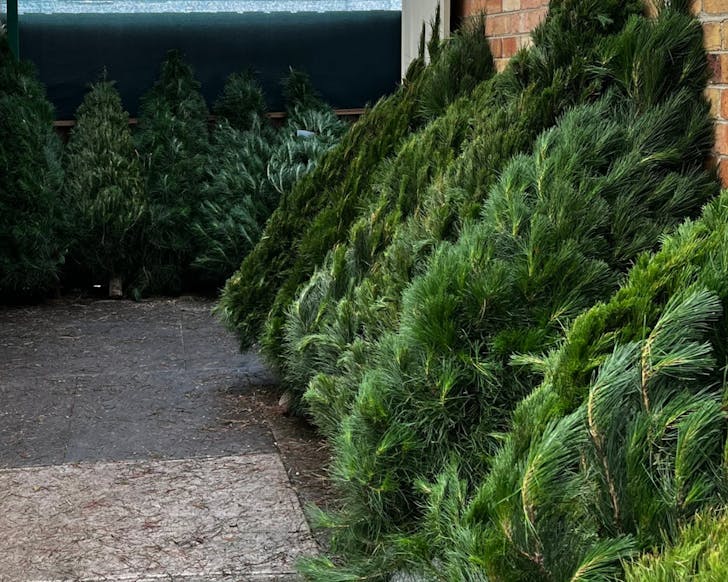 coburg christmas trees melbourne
