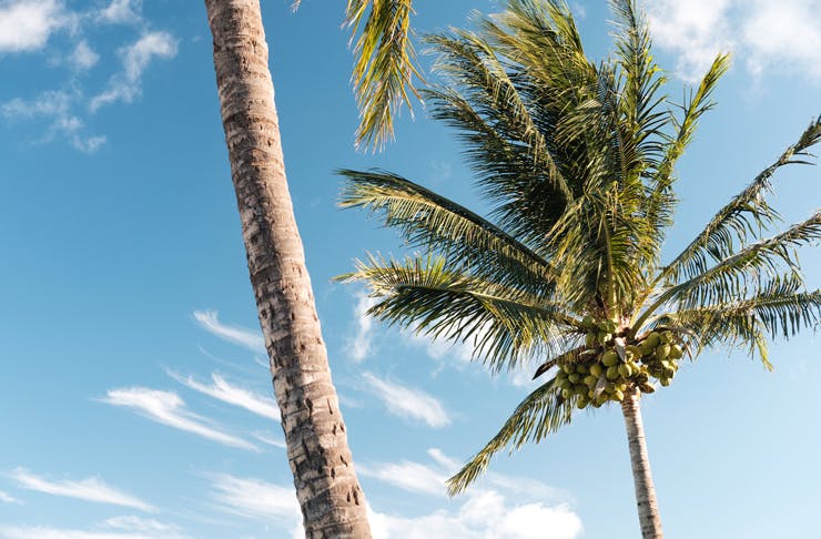 where-to-get-coconut-everything