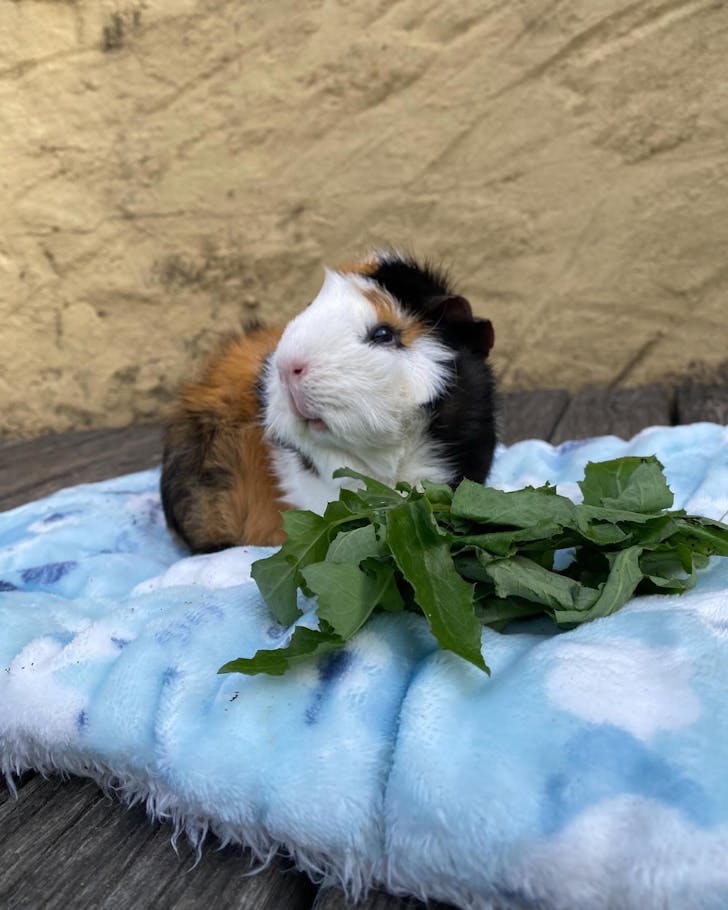 Collingwood Childrenâs Farm