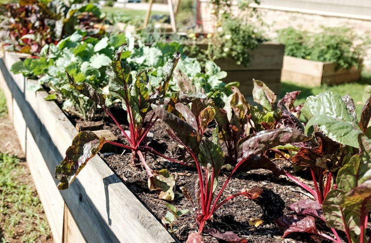A raised vegetable garden filled with leafy greens.
