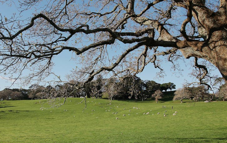 Cornwall Park