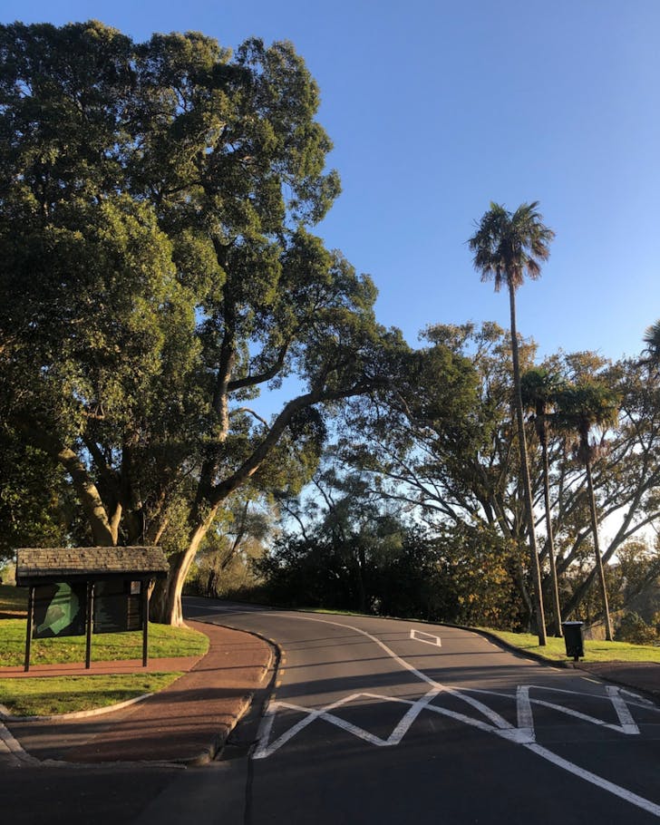 One of the roads leading between the trees of Cornwall Park on a bright, blue day.