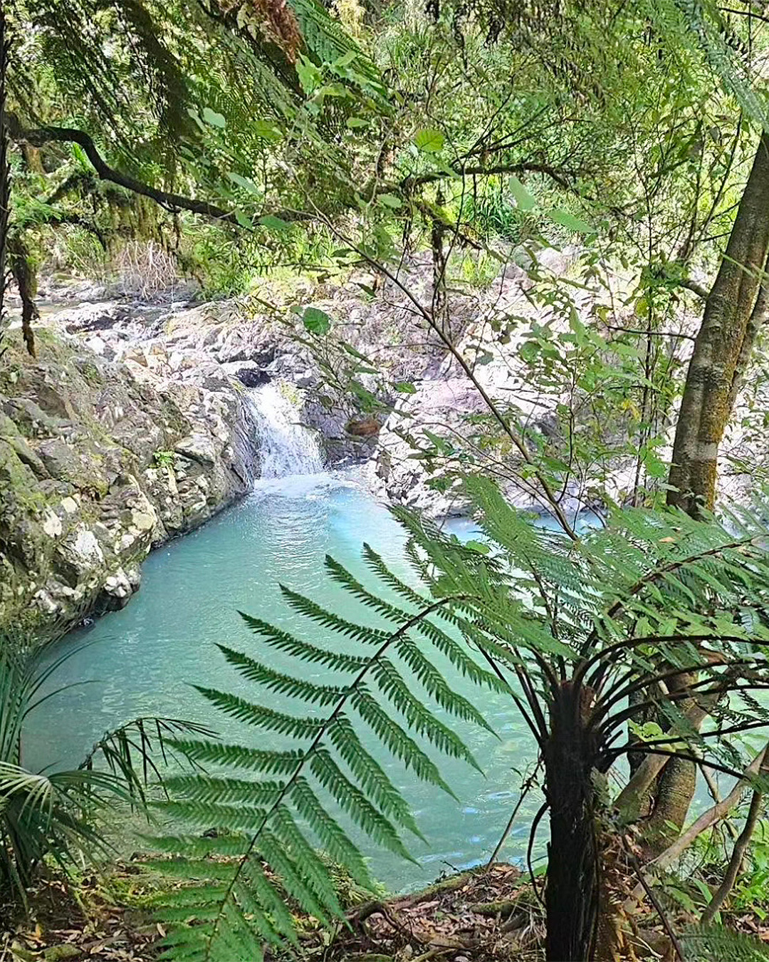 A view on blue water on the Massey-Cossey Loop Track, one of the best walks in Auckland.
