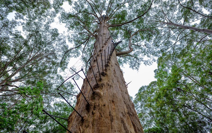 the Gloucester Tree in Pemberton