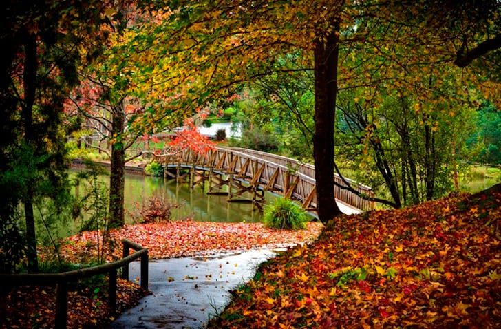 A charming lake with an old wooden bridge running over it in the Dandenong Ranges, considered one of the best things to do in the region. 