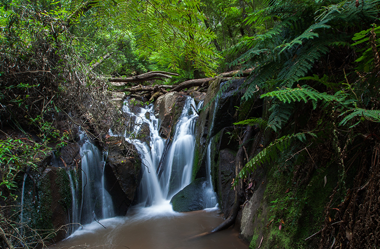 A gushing waterfall between old ferns, one of the best things to do in the Dandenong Ranges.