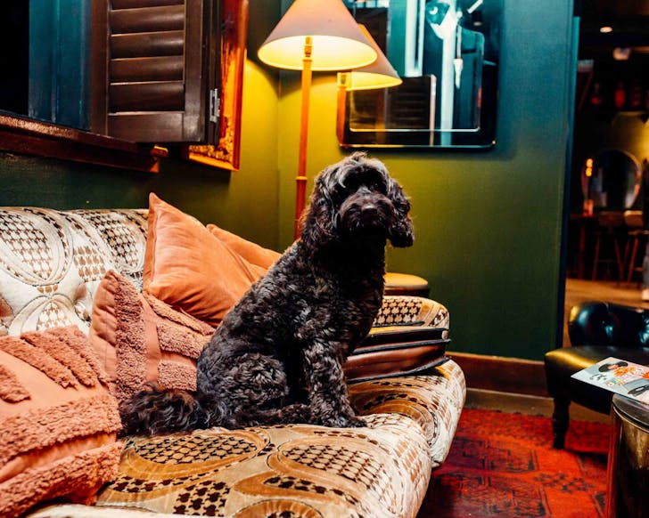 darlo bar sydney's best dog-friendly pubs