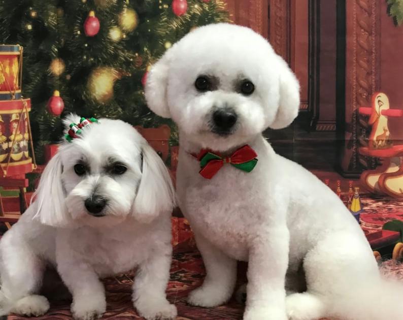 Debonnaire Dogs | URBAN LIST BRISBANE