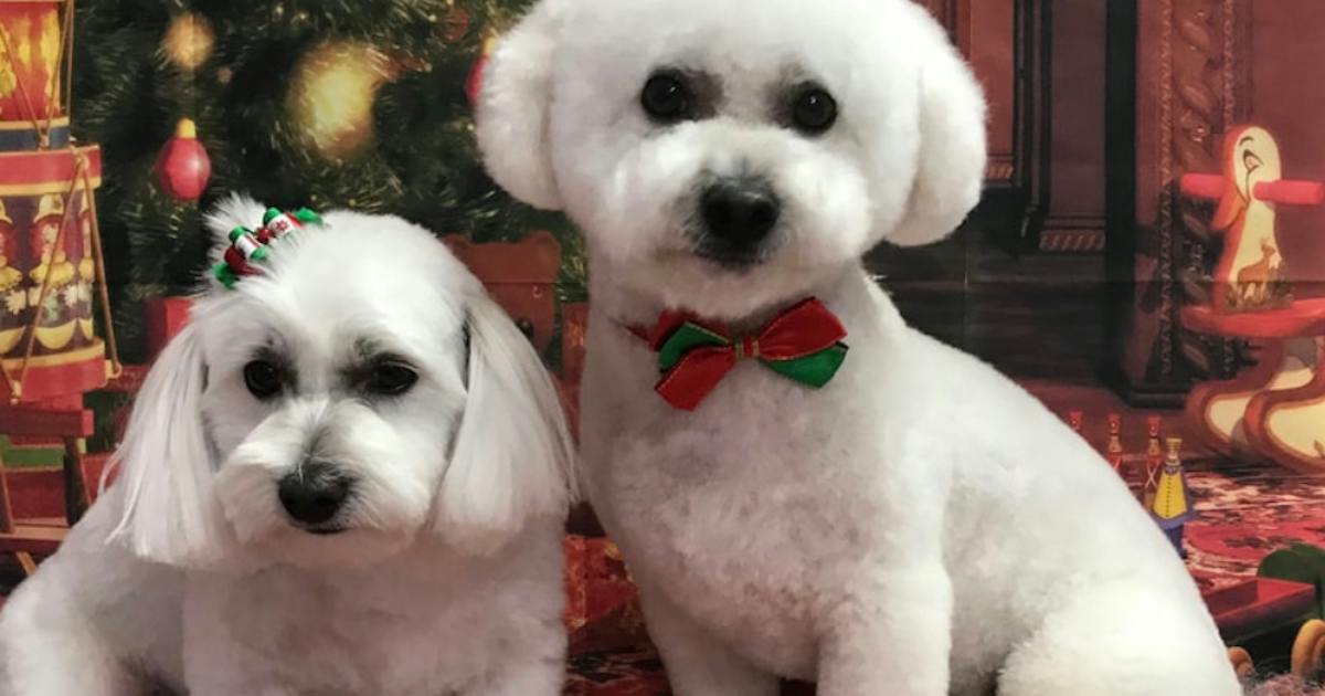 Deboning Dog Debonnaire Dogs | URBAN LIST BRISBANE