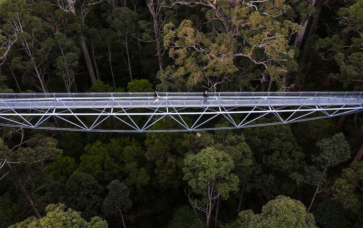 treetop walk in Denmark