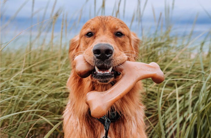 dog chew toy