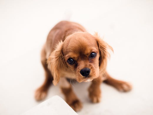 Psa The Rspca Is Having An Adoption Sale This Weekend Urban List Sydney