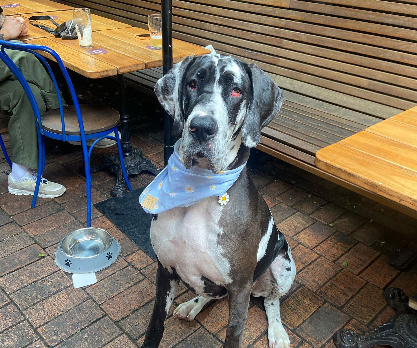 A dog in the beer garden at the Glebe Hotel, a dog-friendly hotel in Sydney