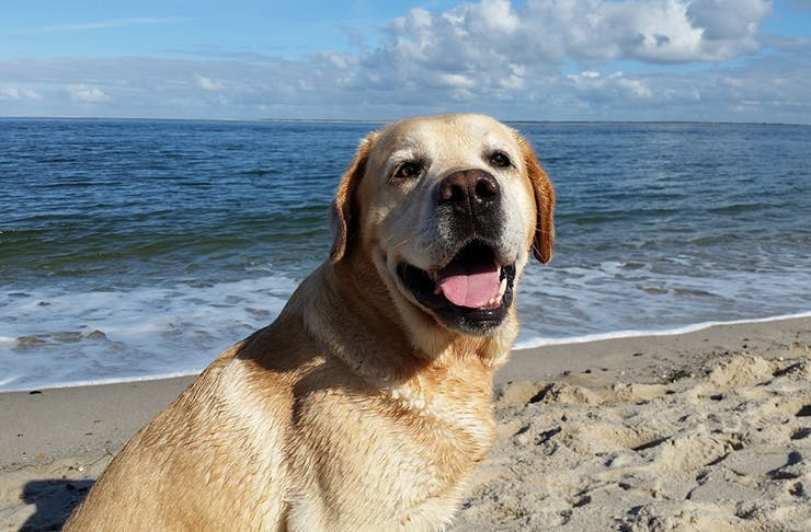 Dog friendly beaches, Brisbane