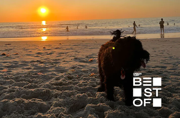A black shaggy dog at one of Sydney's best dog friendly beaches