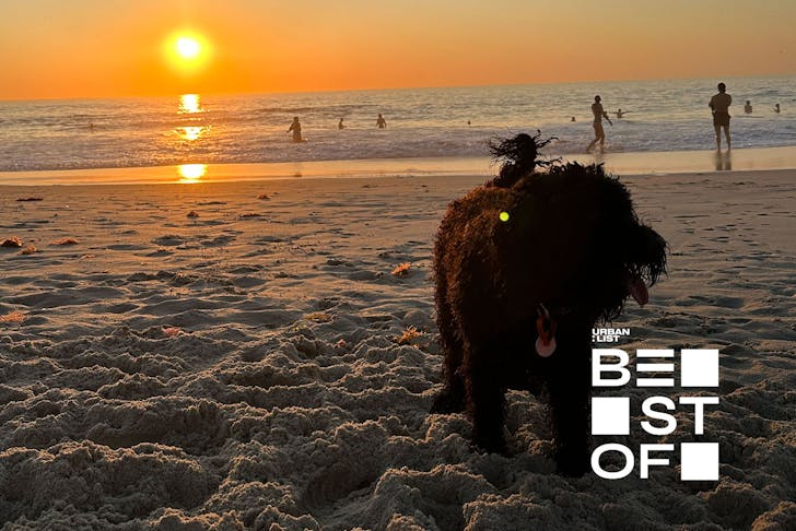 A black shaggy dog at one of Sydney's best dog friendly beaches