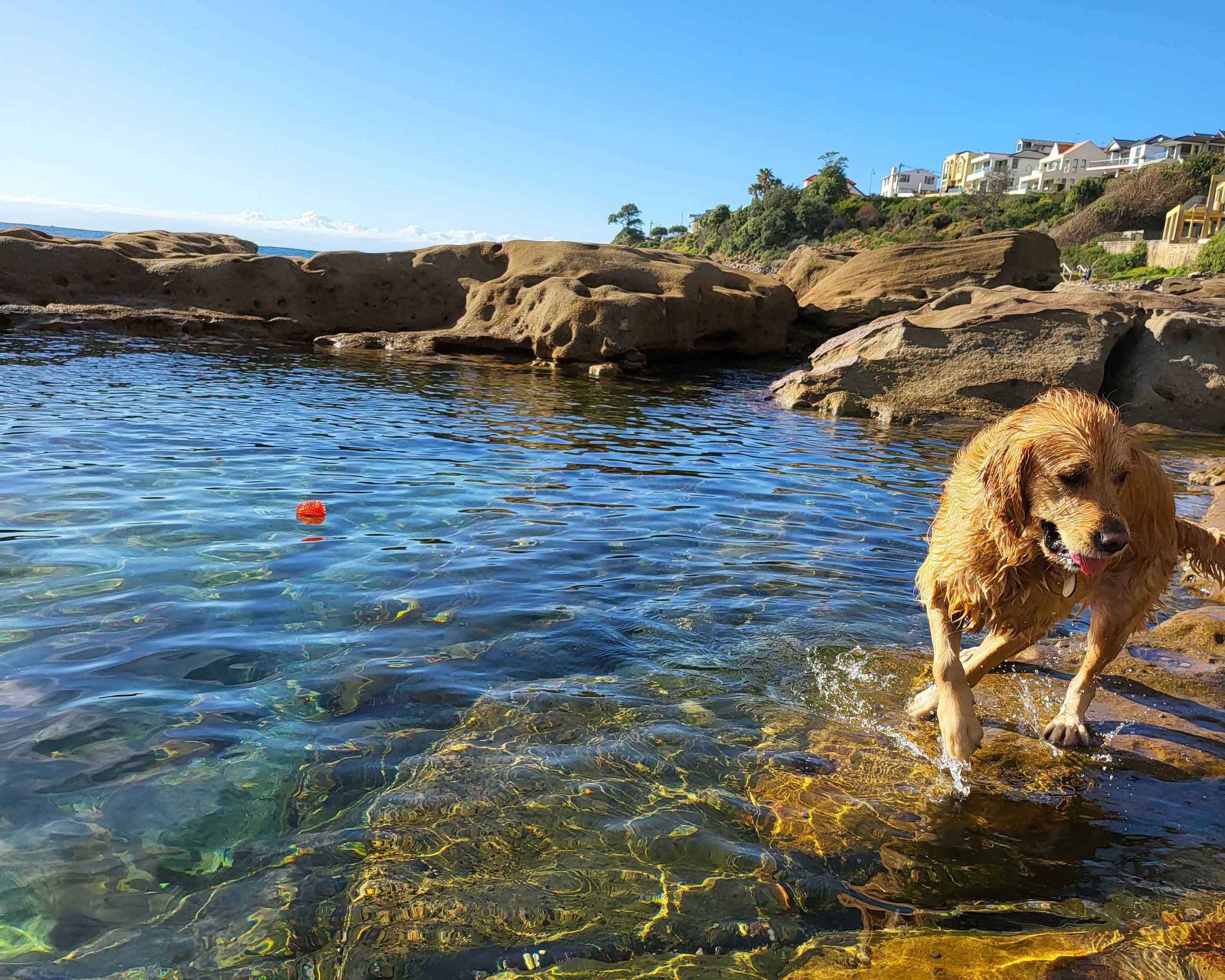 Dog Friendly Beaches in Sydney