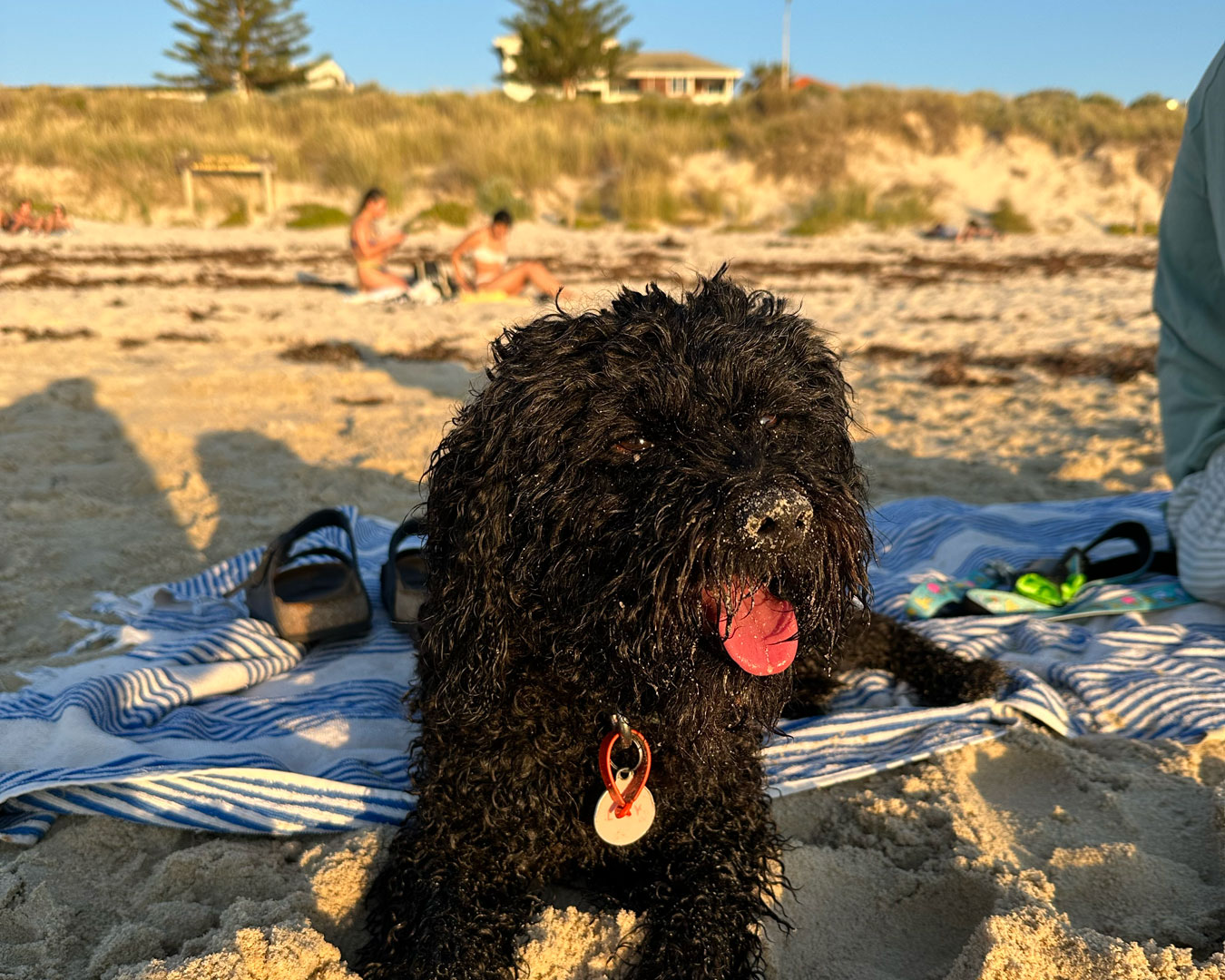 Dog Friendly Beaches in Sydney
