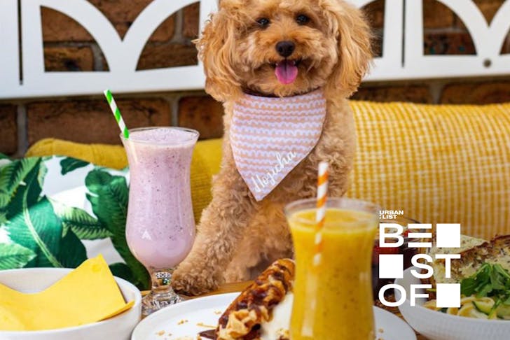 A dog sitting at a table with smoothies at a dog friendly cafe in Sydney